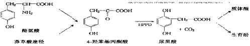 植物体内HPPD与α-生育酚及质体醌的生物合成路径
